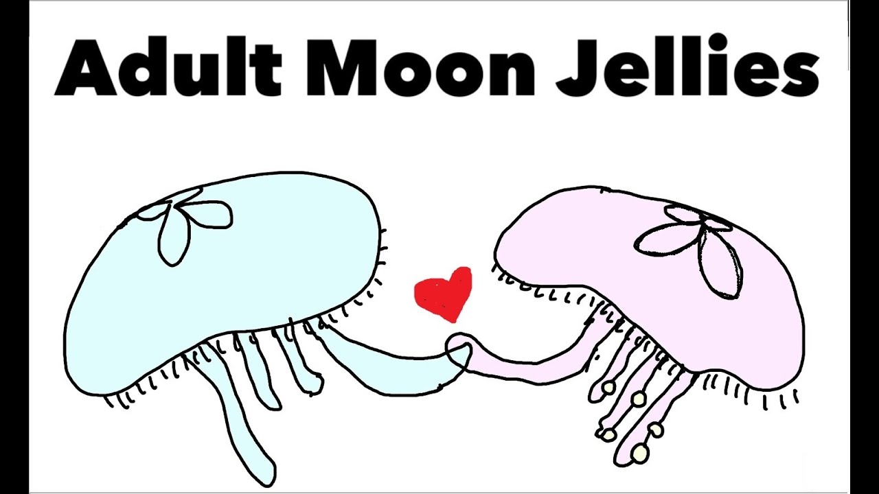 Moon Jelly (Aurelia aurita) Life Cycle