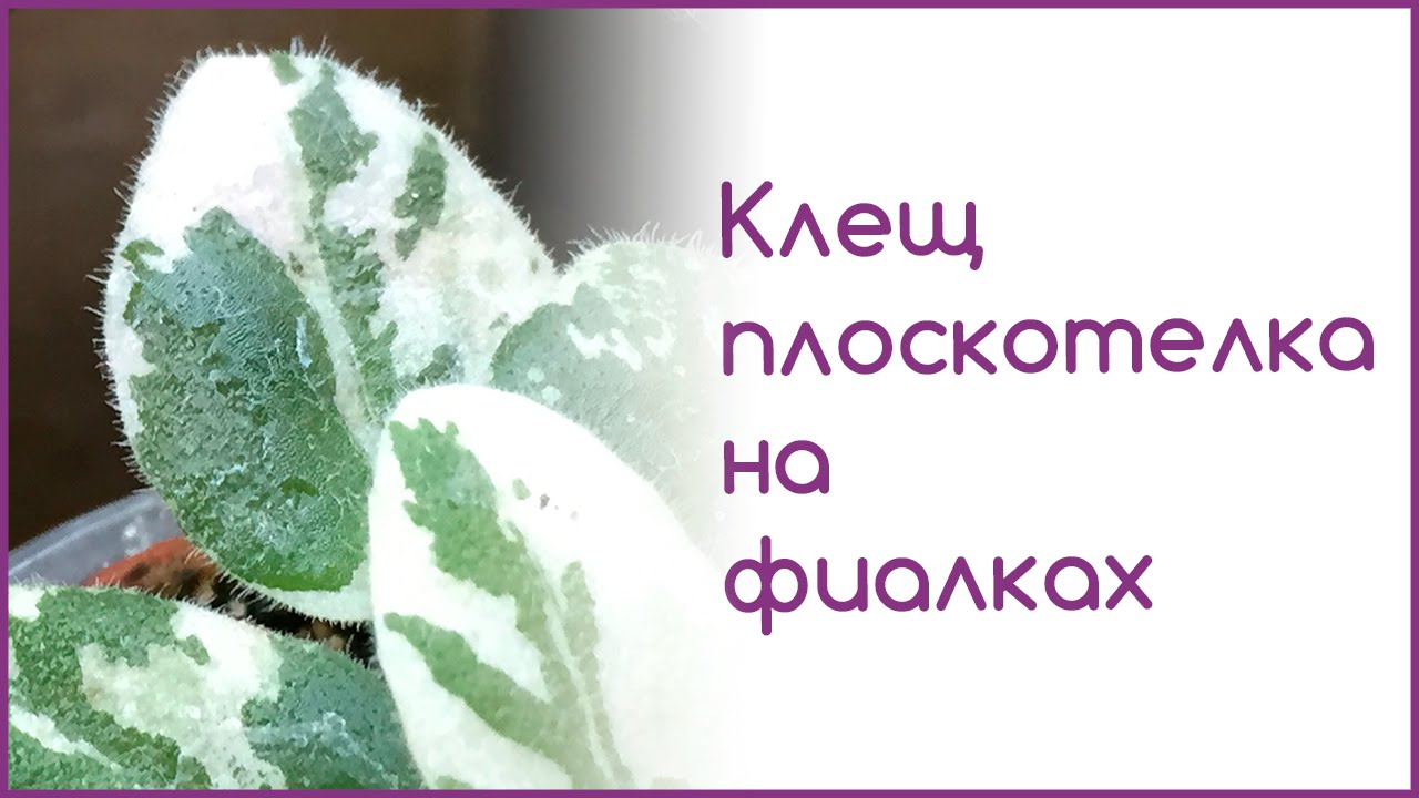 Клещ плоскотелка на фиалках