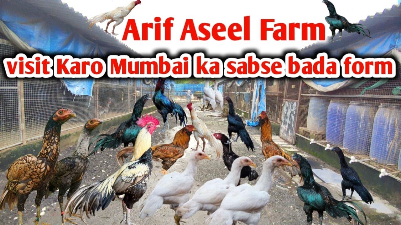 New video visit the Arif aseel farm in Mumbai