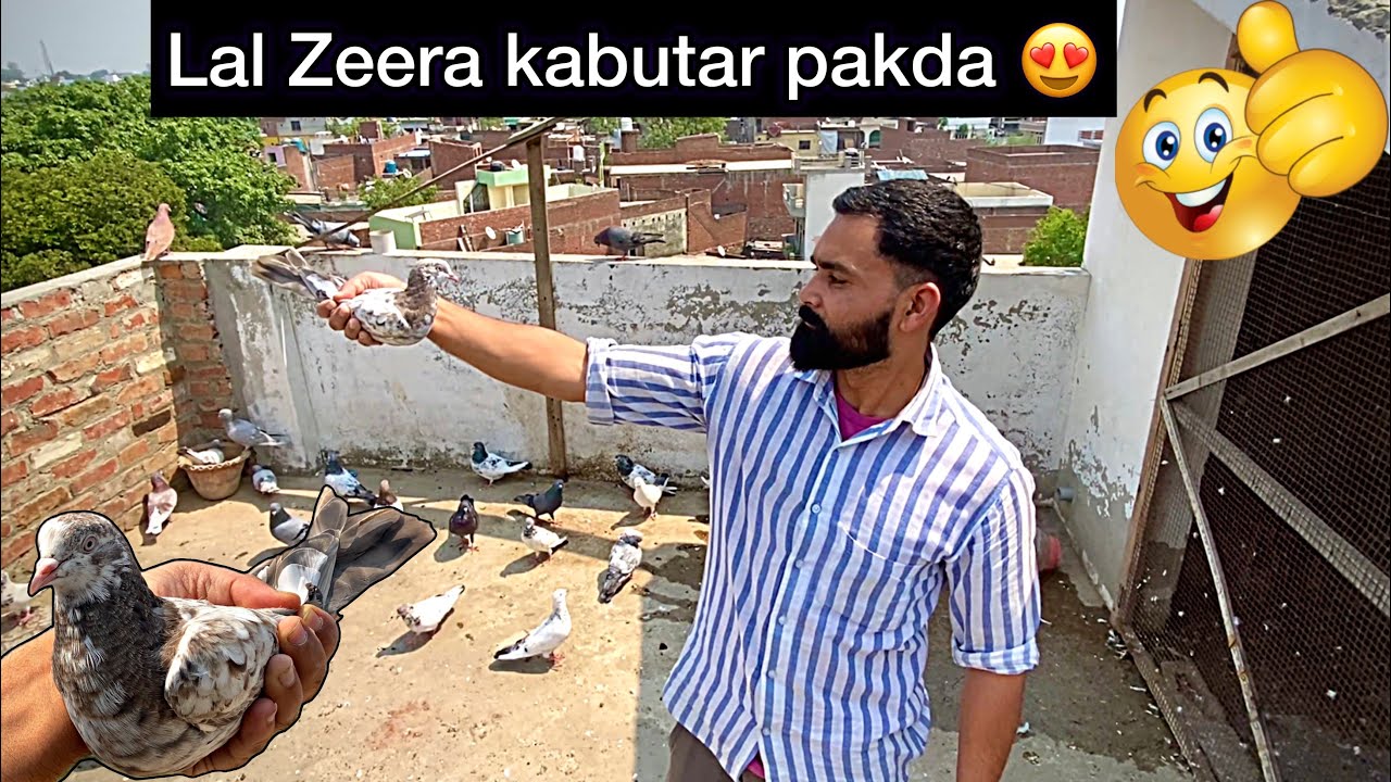 लाल ज़ीरा कबूतर पकड़ा 😍 || Lalduma kabutar pakda 😍 || #mudeemxpigeon