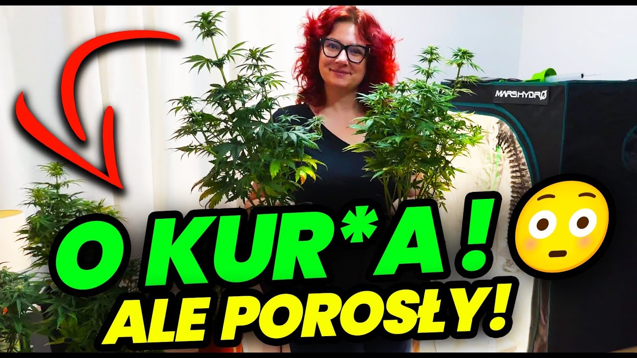 [VLOG 77] Wyrzucamy krzak! 🚨😱 Ale TOPY - będzie co zbierać! Weed Station