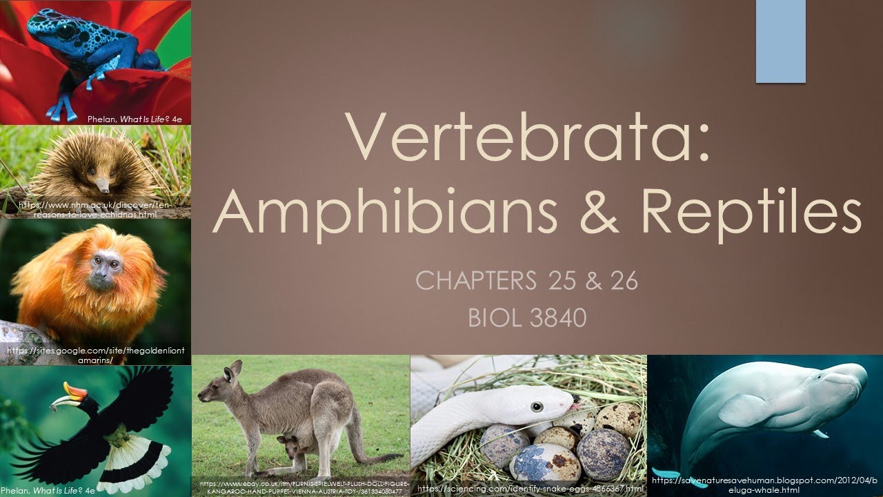 3840_Chapters 25 and 26: Amphibians and Reptiles