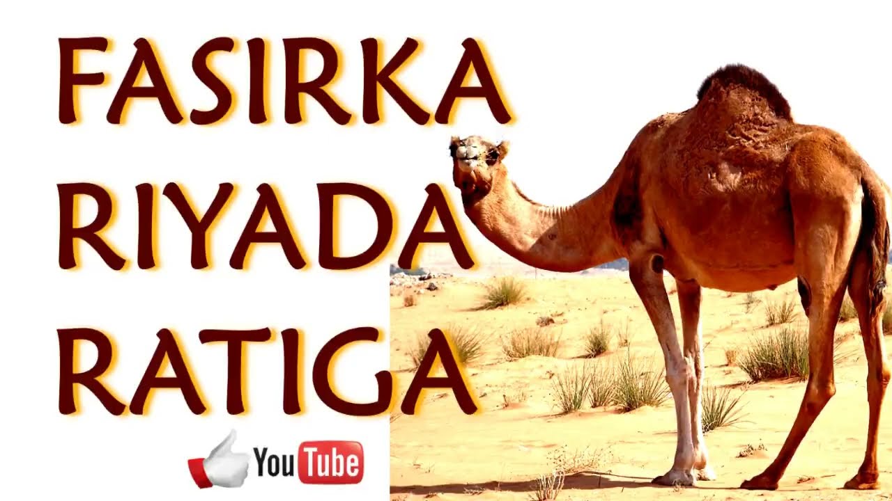 Riyada ratiga qofkii arko asoo rati kaxaynayo ama fuulayo ama geel lisayo ama hilibkiisa cunayo