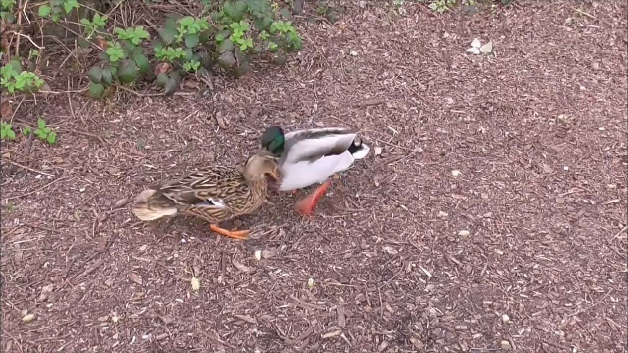 Big Duck Fight! Male Duck has Female Duck by the neck and nearly strangles her. 1st April 2021.