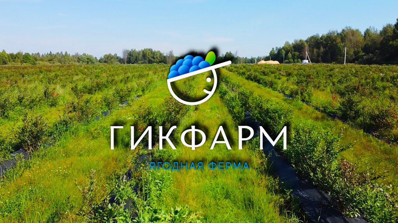 Ягодная ферма «Гикфарм» - процессы, ошибки, поедание ягод