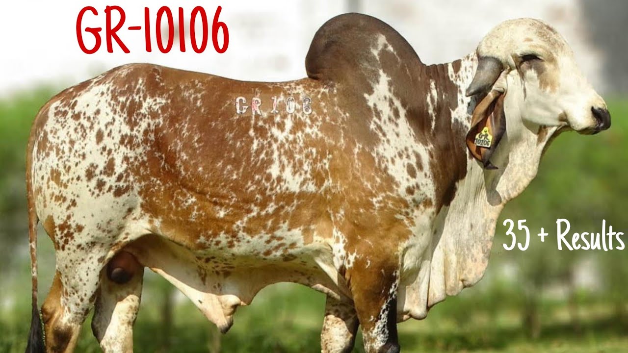 SAG-GR-10106 Gir Bull Result | Gir | SAG