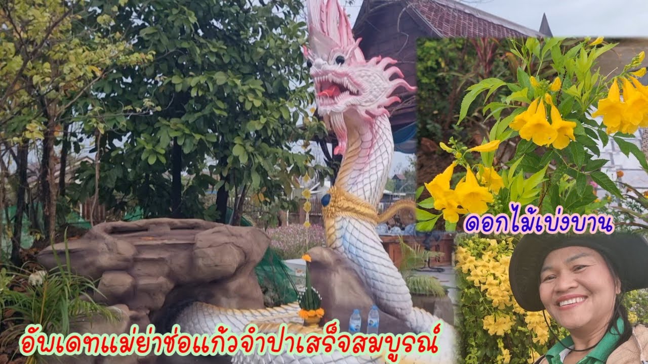 ใครจะมาวังปู่?อัพเดทแม่ย่าช่อแก้วจำปาเสร็จสมบูรณ์แบบสวยงามขนลุก!ดอกไม้เต็มลานหอมฟุ้ง...