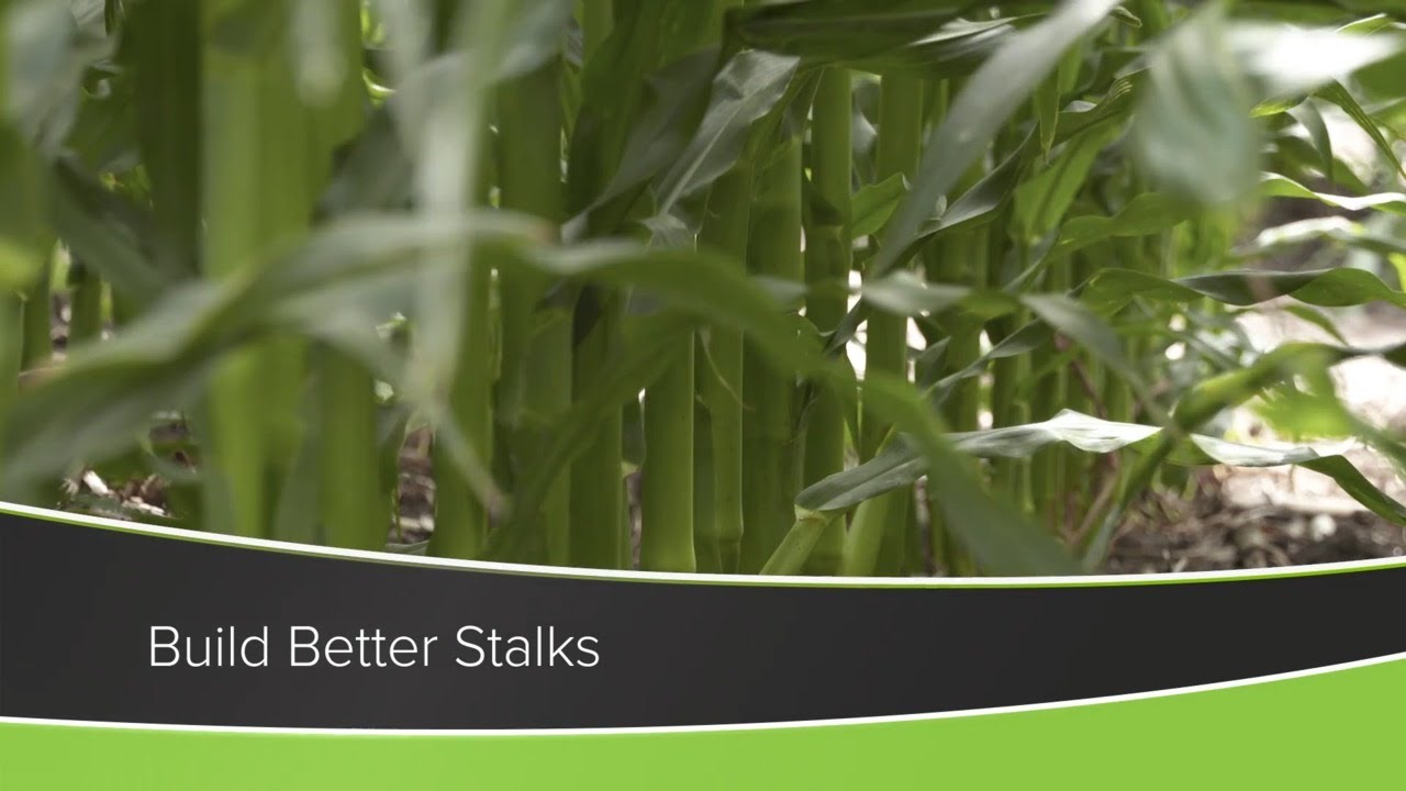 Build Better Stalks (From Ag PhD Show #1184 - Air Date 12-13-20