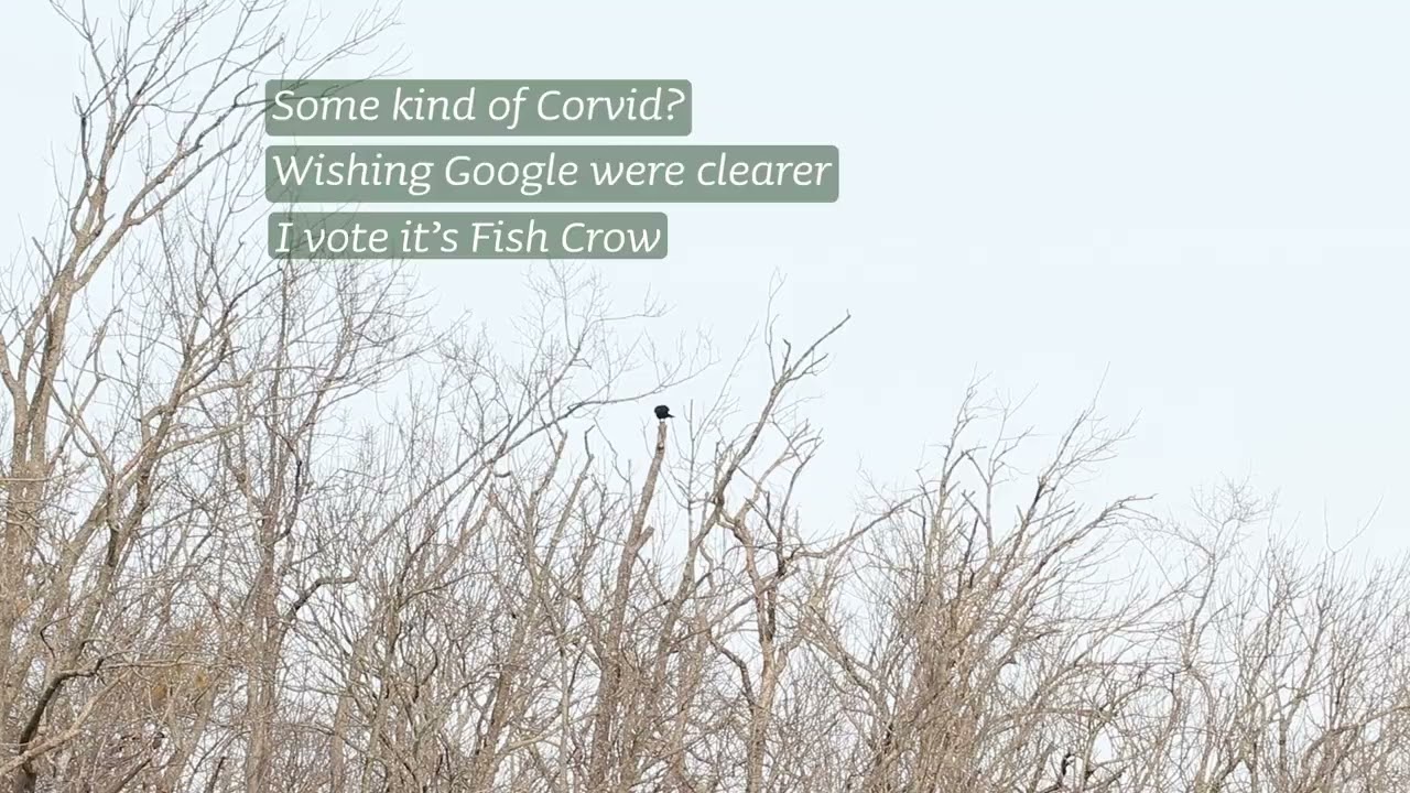 Fri-ku: Corvid?