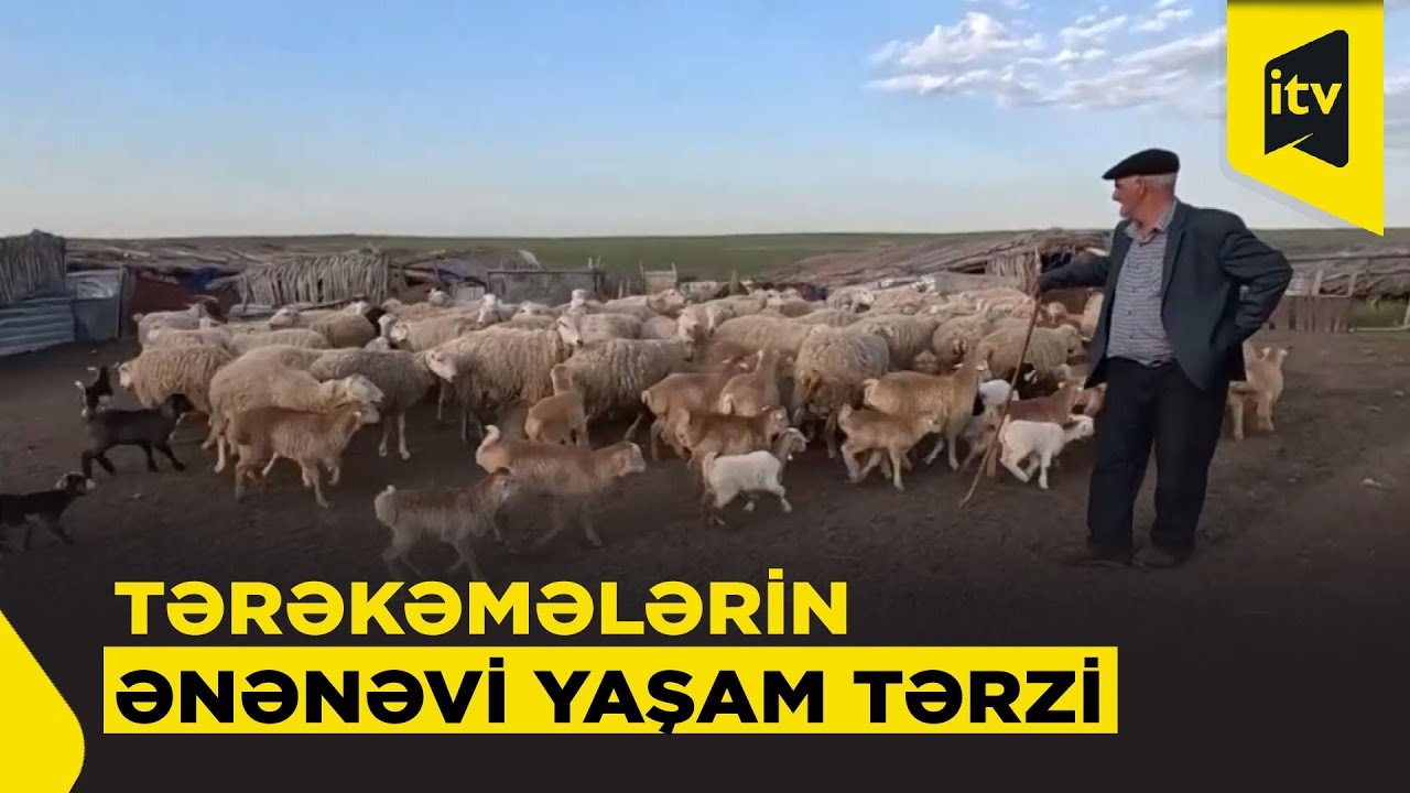 Haramı düzündə tərəkəmə həyatı