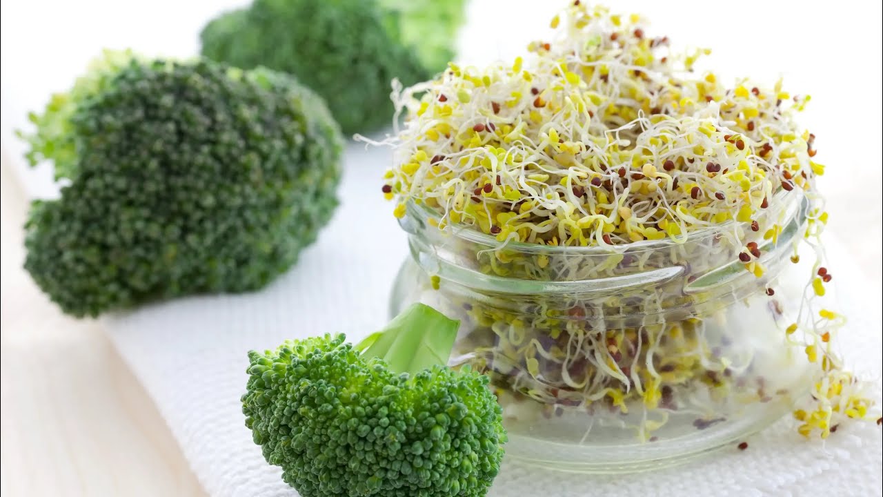 Growing Broccoli Sprouts! A Plant Known To Beat Terminal Cancer! Will It Work?