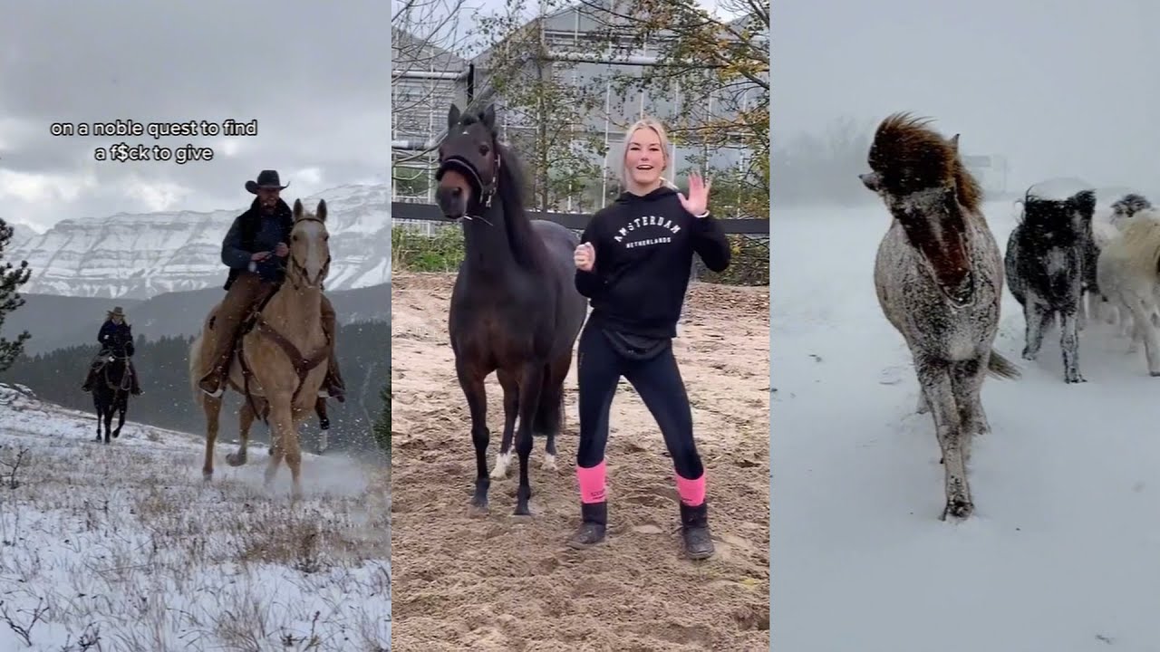Видео с лошадьми, которые стали вирусными! #9