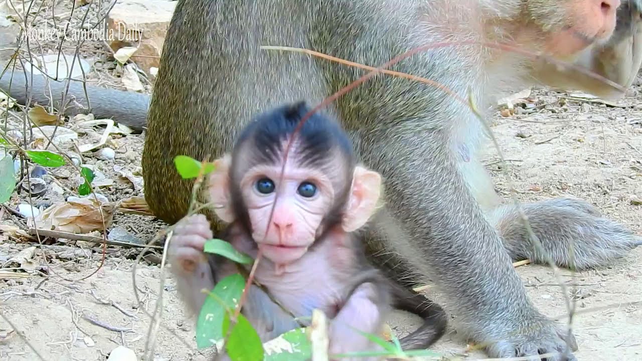 Incredible Nature: New Baby Monkey’s Adorable Moments