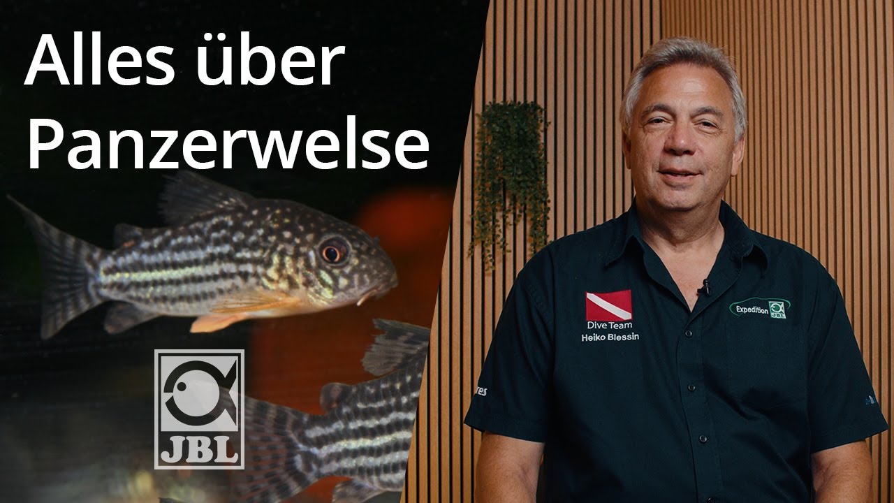 JBL TV #73 Panzerwelse im Aquarium I Steckbrief
