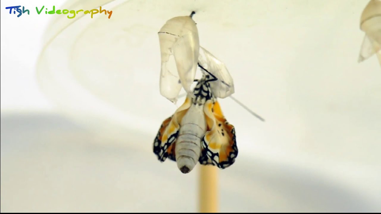 Plain Tiger Caterpillar metamorphosis