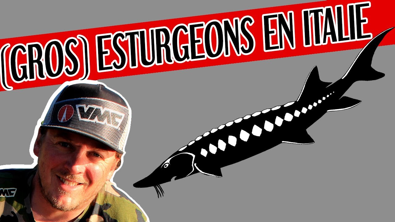 Pêche de l'esturgeon