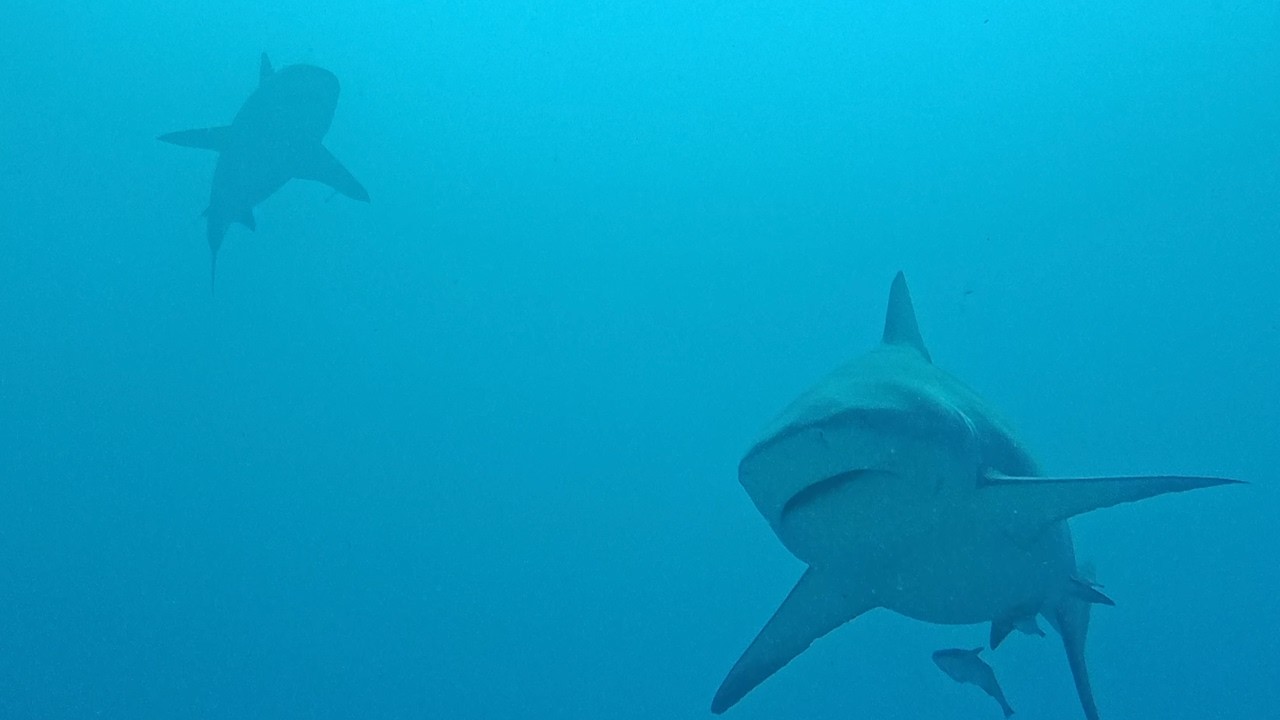 Diving with Bull Sharks in Playa del Carmen, Mexico