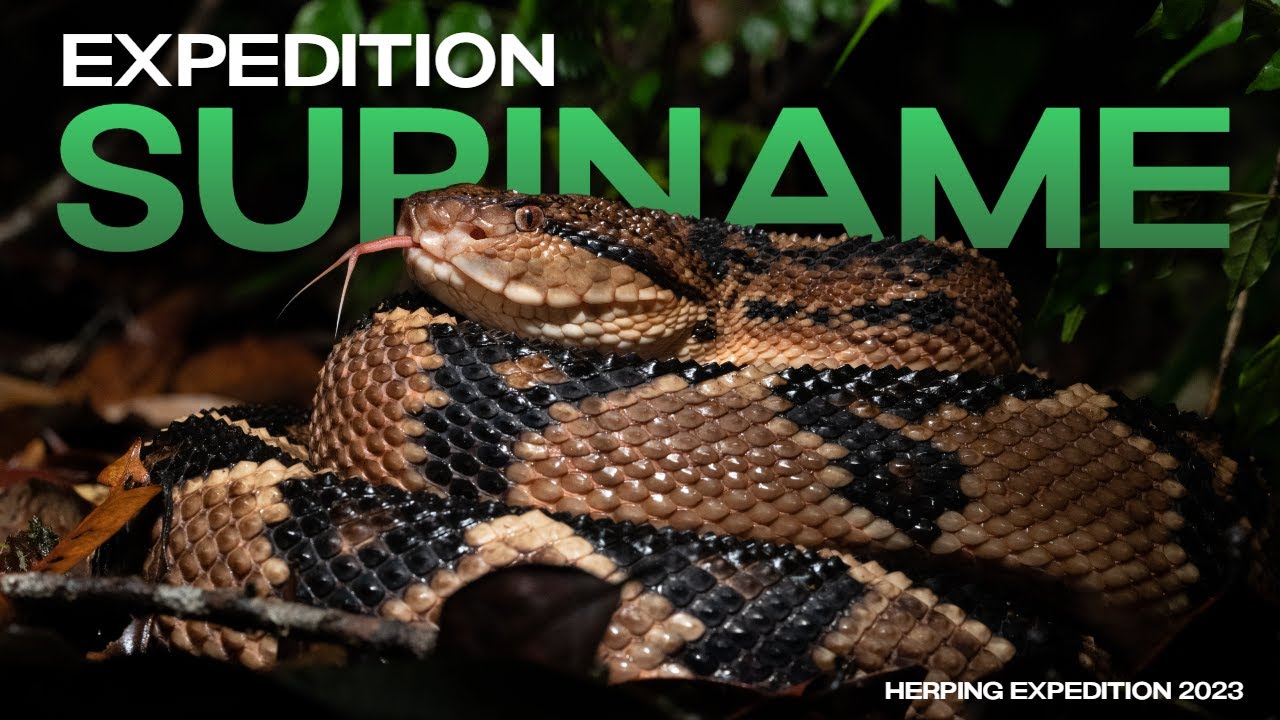 Reptiles & Amphibians of SURINAME (Herping Expedition 2023)