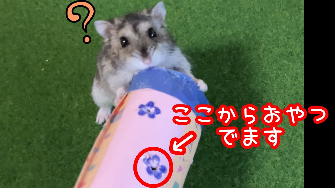 転がすと穴からおやつが出てくるおもちゃを作ったはずが....まさかの事態に.......そしてキレるハムスター🐹💦