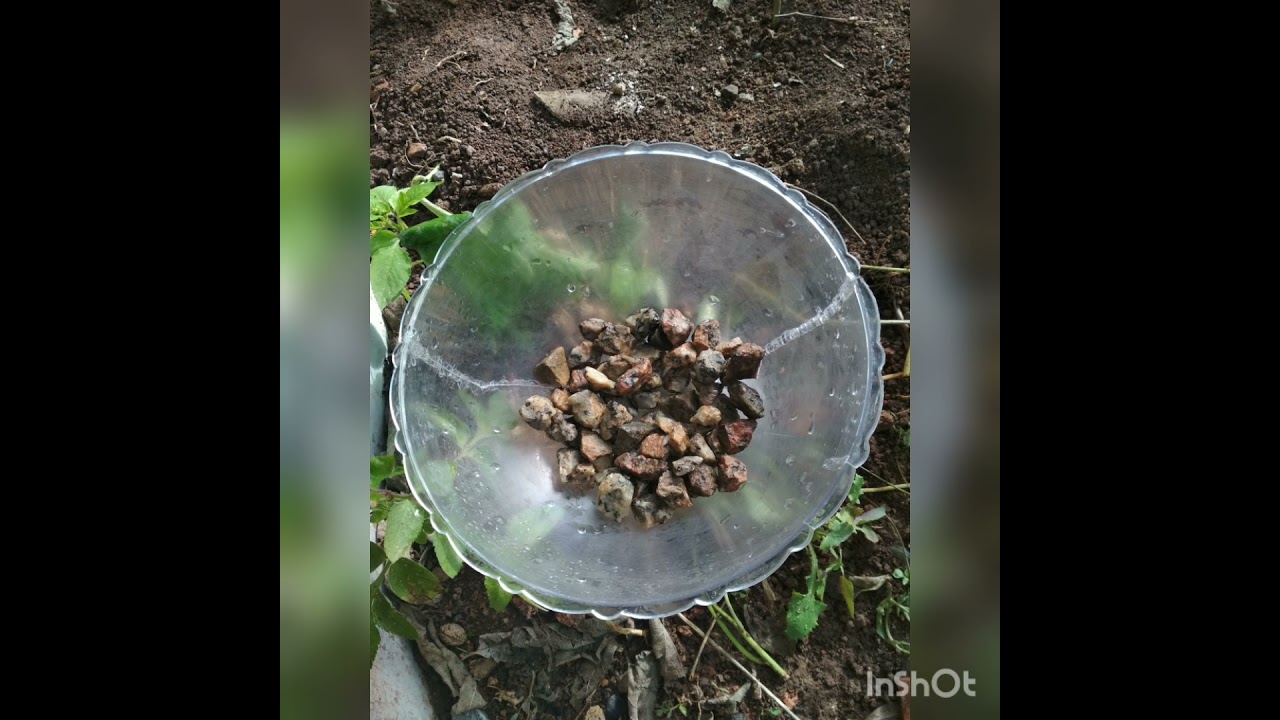 #minijardim #suculenta #jardimnovaso #criatividade