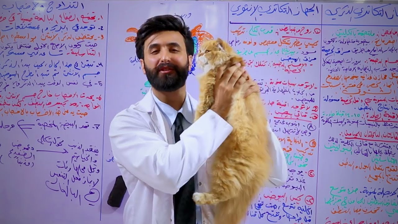 اني ولوسي - التكاثر بالضفدع عليه كومة درجات