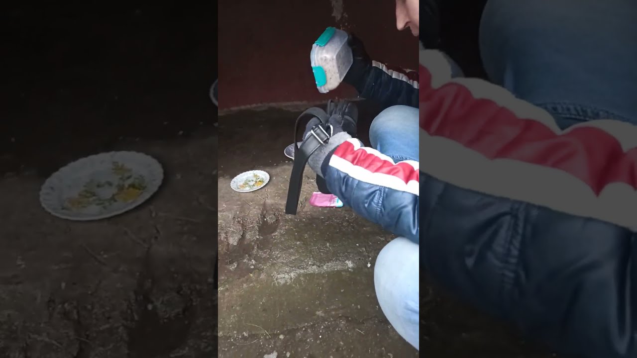 Пять Котов, Которые Не Сдались / Five Cats Who Never Gave Up 🔥