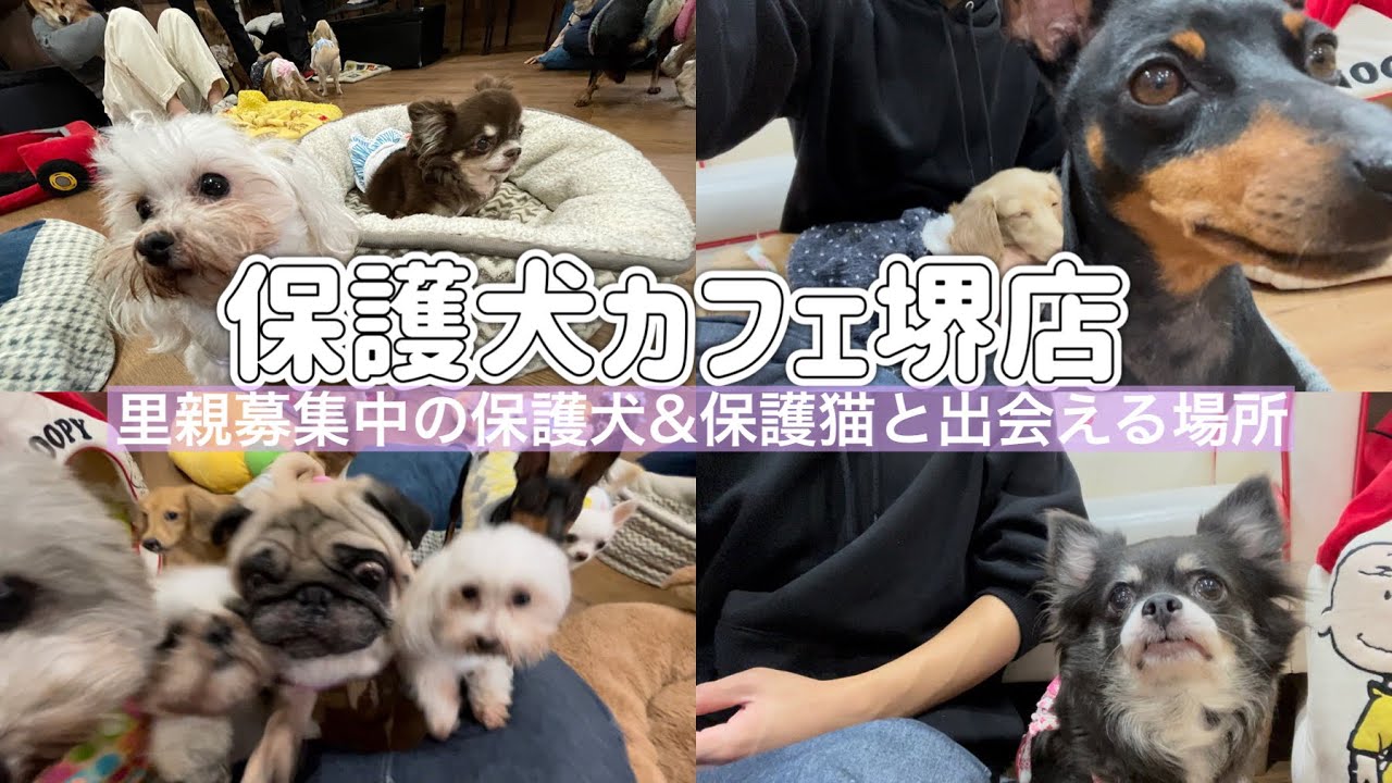 毎週、週末に行きたくなる場所！里親募集中の犬にも猫にも出会える癒しスポット『保護犬カフェ堺店』さん