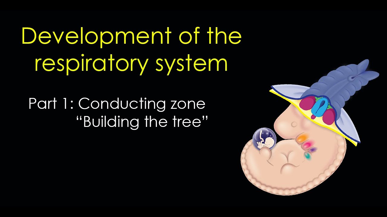 Respiratory Development Part 1: The Conducting Zone [CC]