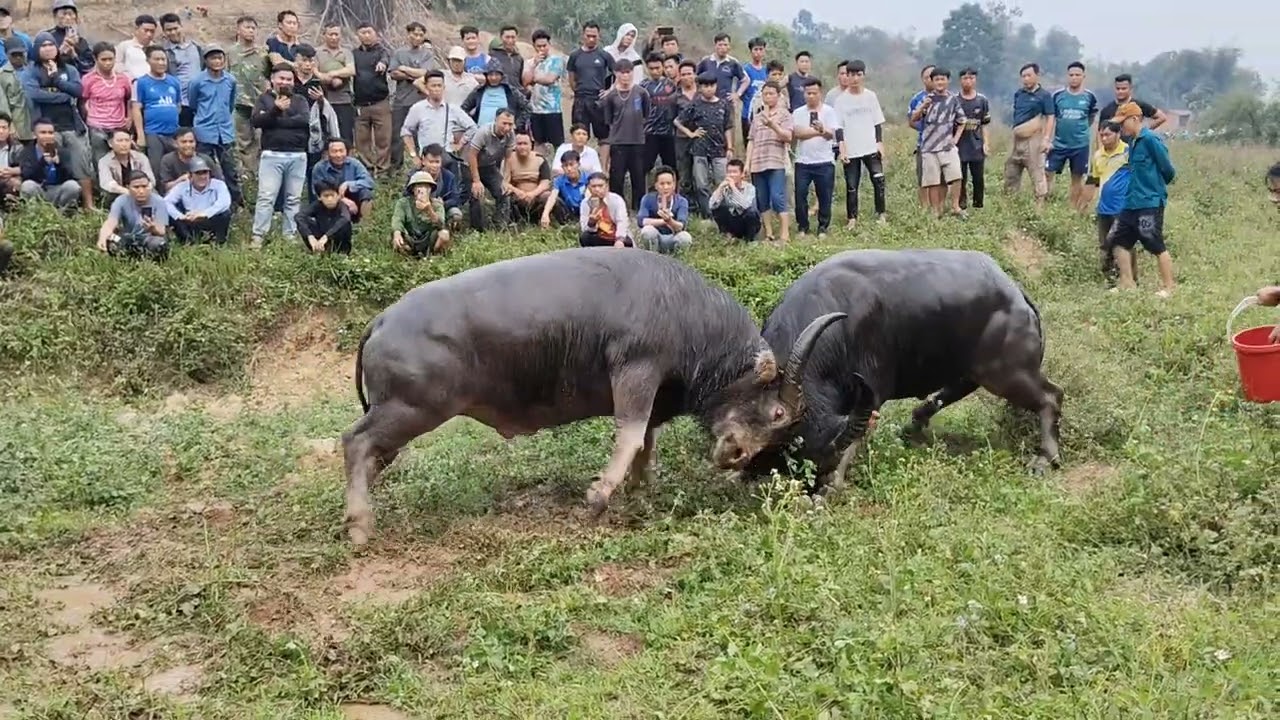 Chọi Tr&acirc;u Mường Nh&eacute; Điện Bi&ecirc;n 12/4/2025 @Giaiphong27