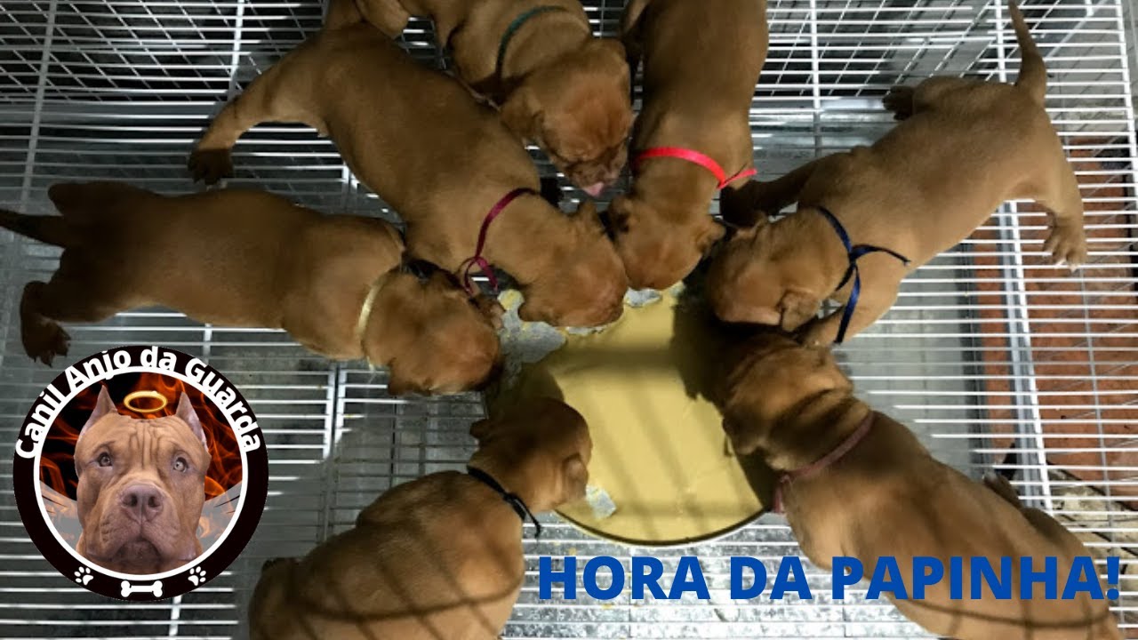 QUANDO E COMO DESMAMAR OS FILHOTES?