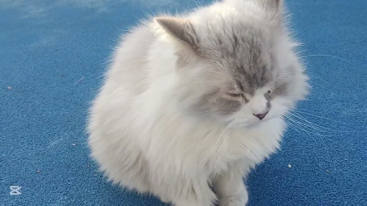 This cat is having a good time at the park🥰😍