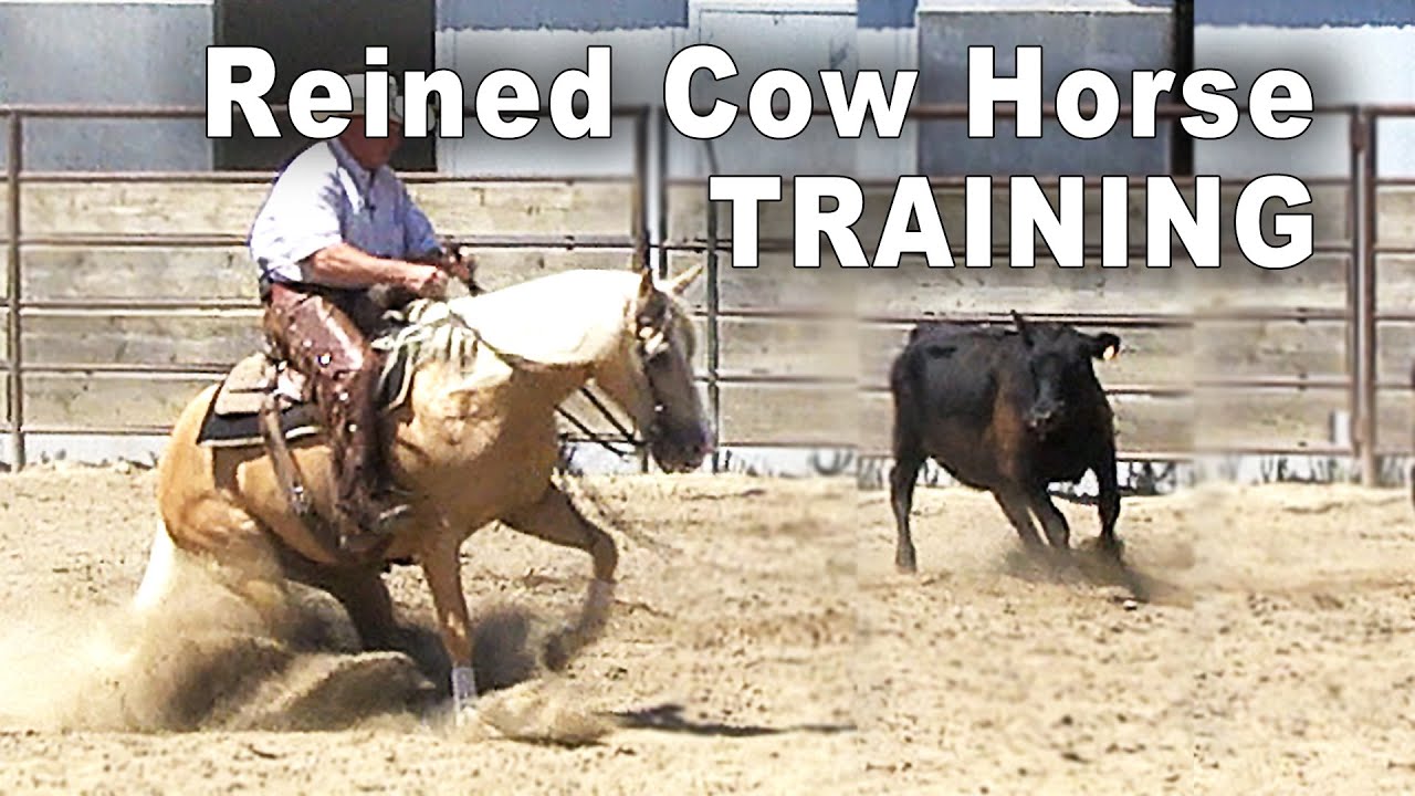 Training A Reined Cow Horse - Horse Training For Reining & Cow Work
