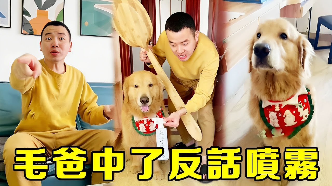 四毛考試得了0分，毛爸張口就誇它，四毛：反話噴霧效果不錯啊！