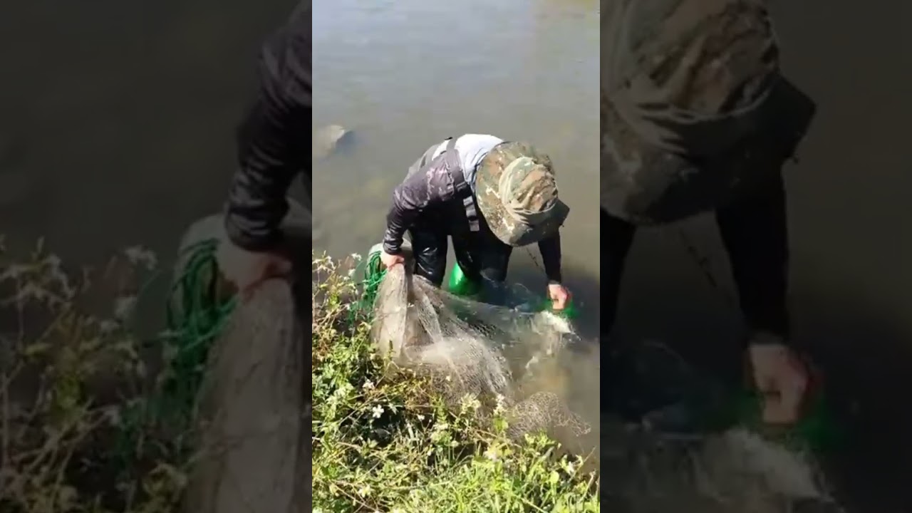 Утренняя рыбалка с забросной сетью, невероятный результат. Лучший заброс сети в моей жизни.