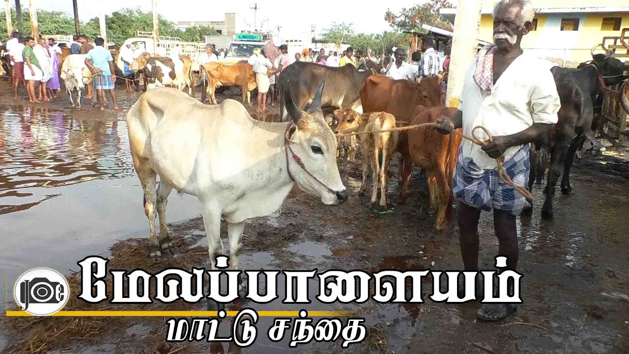23.2.2026 | Melapalayam mattu santhai | மேலப்பாளையம் மாட்டு சந்தை