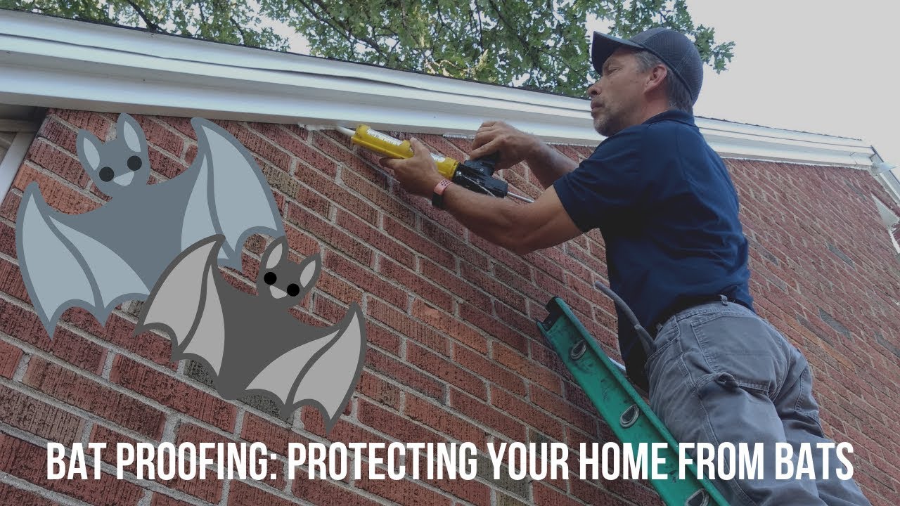 Bats in House: How to Inspect & Protect your Home from Bats