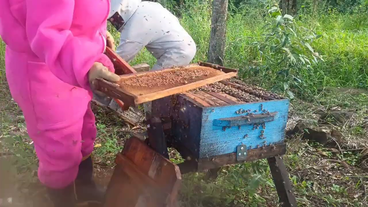 Olá boa noite pessoal Hoje fizemos os manejos no Apiário honte tenho as caixas três quartos 