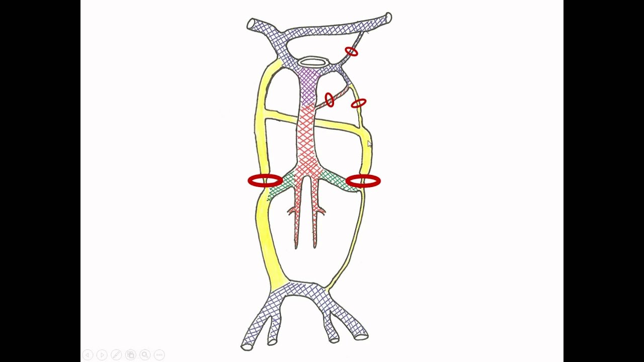 Medical Embryology - Development of Cardinal Veins and the Large Veins