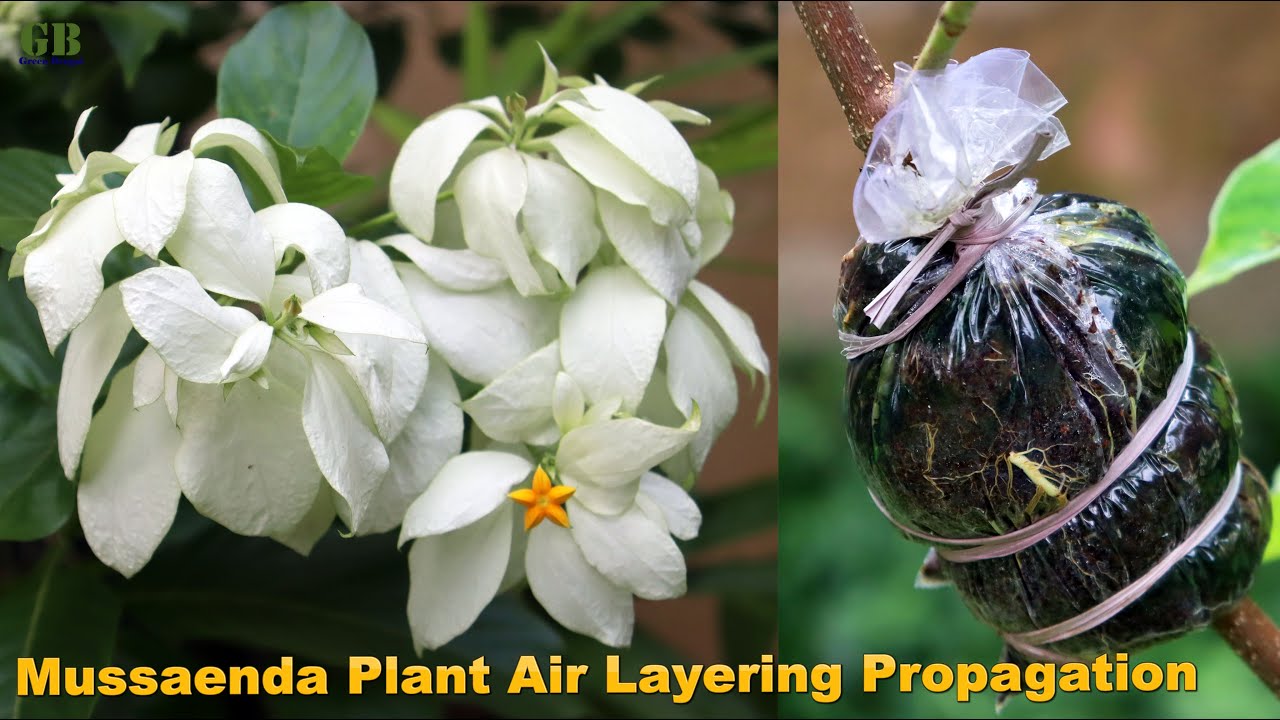 Mussaenda plant air layering propagation | How to propagate mussaenda plant using air layering
