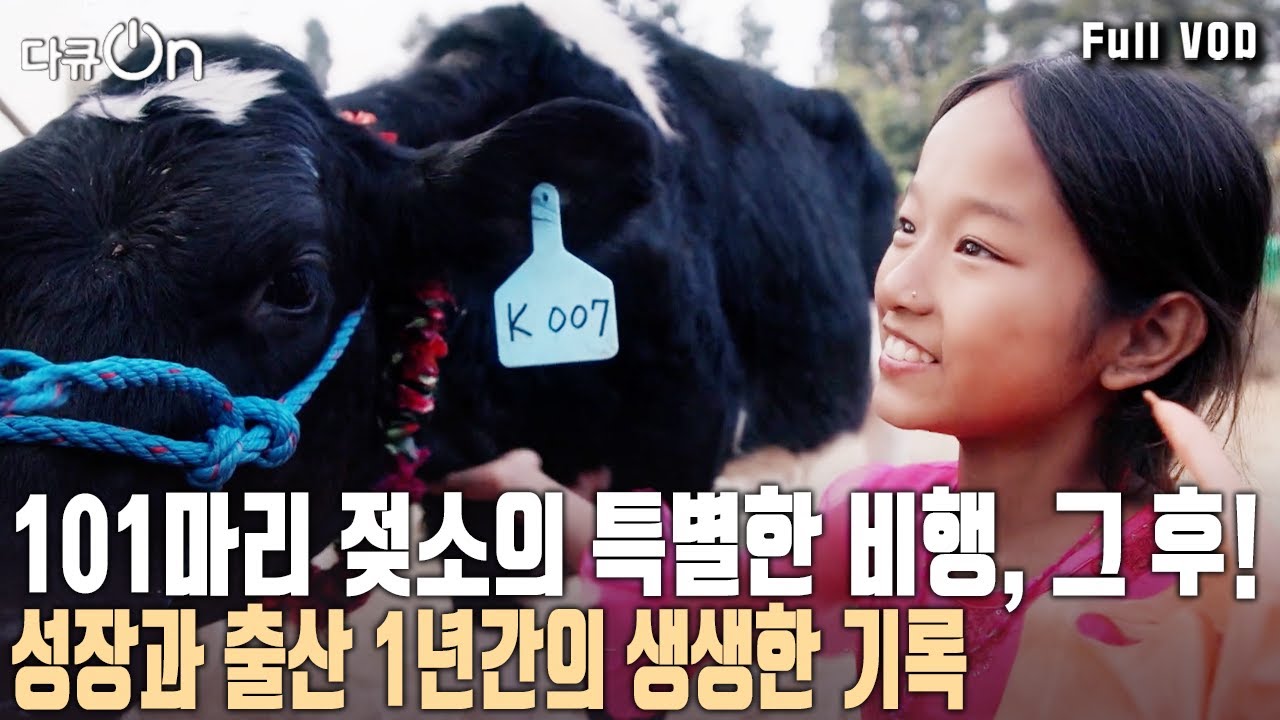 [ENG C.C] 네팔에 간 K-젖소, 엄마가 되다! [#다큐온] | Thank you for coming to our town, Gamsa! | KBS 240316 방송