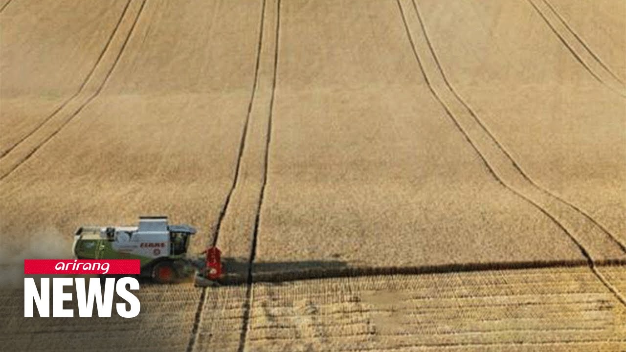 Wheat prices jump by 21% and barley by 33% since Russia's invasion of Ukraine
