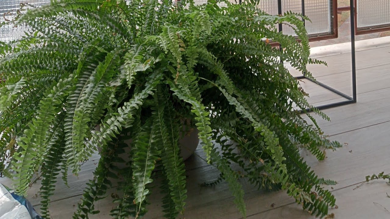 Come si Cura la Felce in Casa⁉️la mia Pianta Preferita 💝🌿🌿