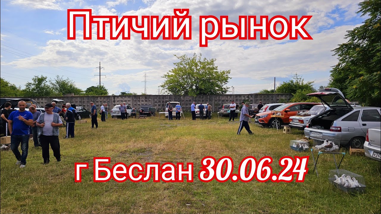 Голуби цены Птичий рынок г Беслан