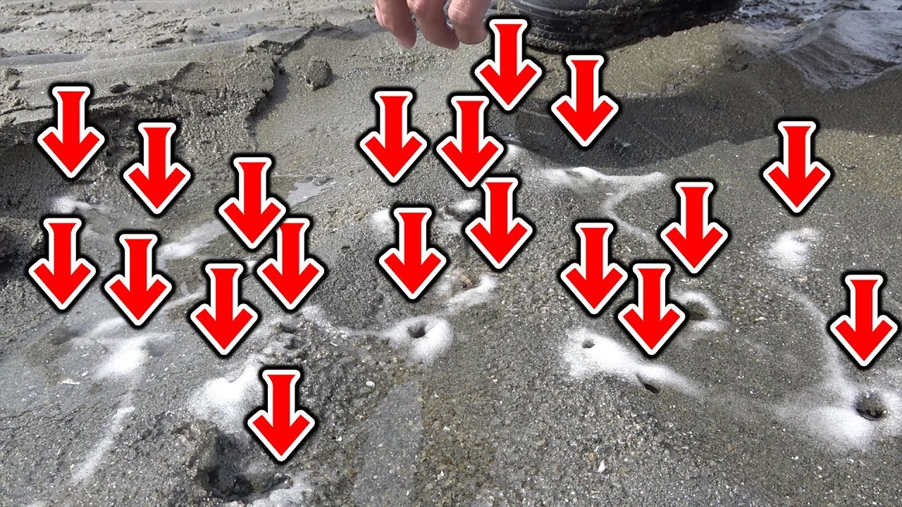 砂浜に無数に開いた穴に塩を入れると・・・