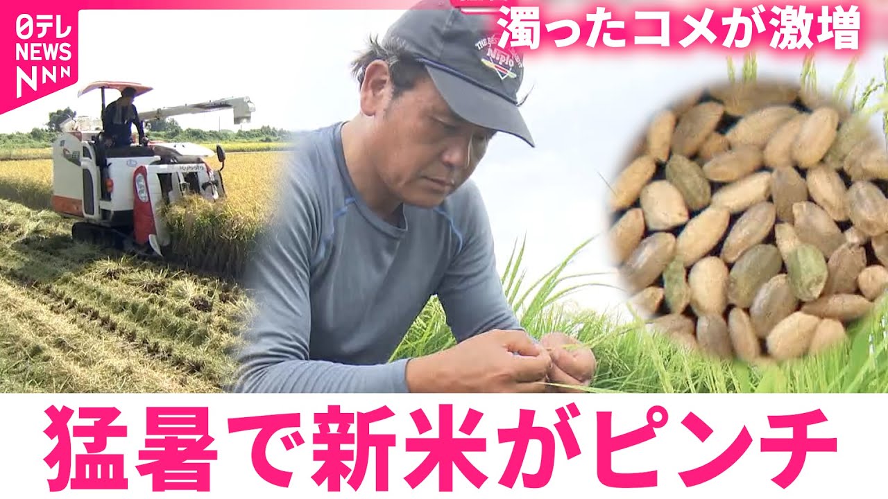 【コメ】新米出ても価格下がらず&hellip; 猛暑で