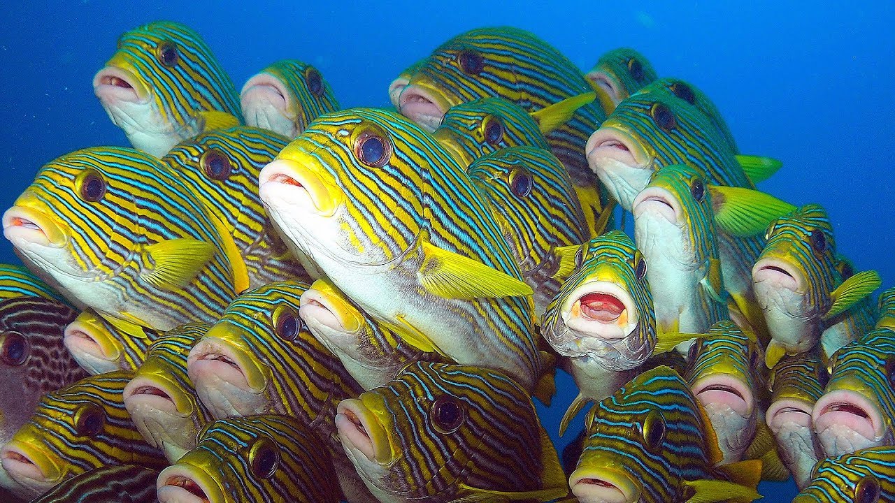 10 Best Dive Sites in Raja Ampat (Coral Triangle Bullseye!)