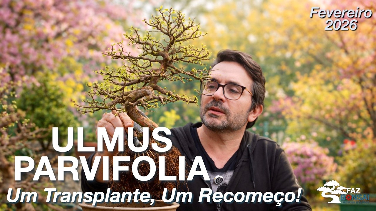 Ulmus Parvifolia : Um Transplante, Um Recomeço!