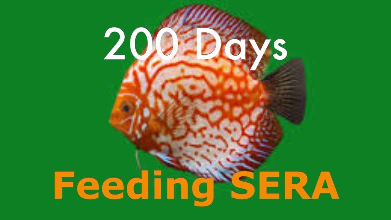 200 days of testing Sera Foods on my Discus fish and Rams