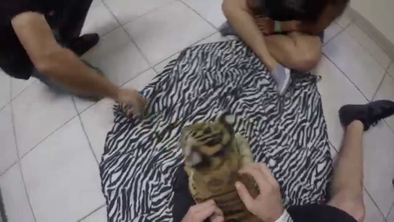 GoPro - Tiger Cub encounter