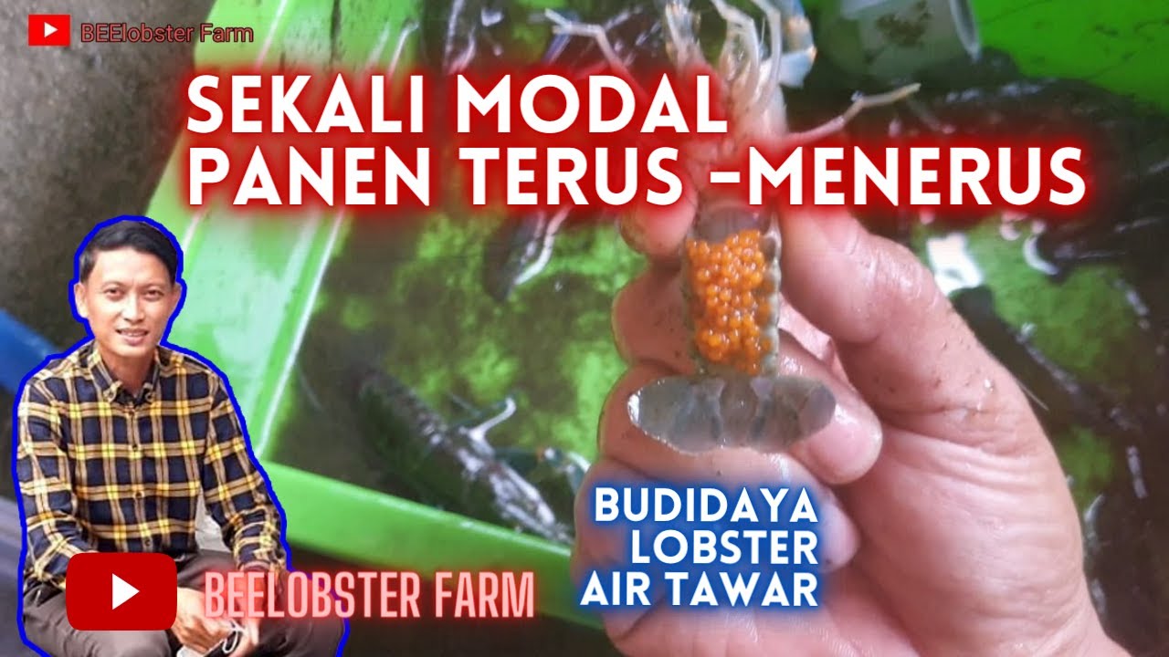 PANEN LOBSTER AIR TAWAR